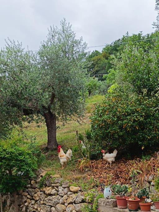 Alloggio Intero In Casa Contadina Nel Verde Ai Piedi Della Majella - Agricasa Caprafico Casoli  Ngoại thất bức ảnh